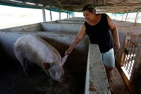 Cochinera ( Compra de 10 cochinos ) 